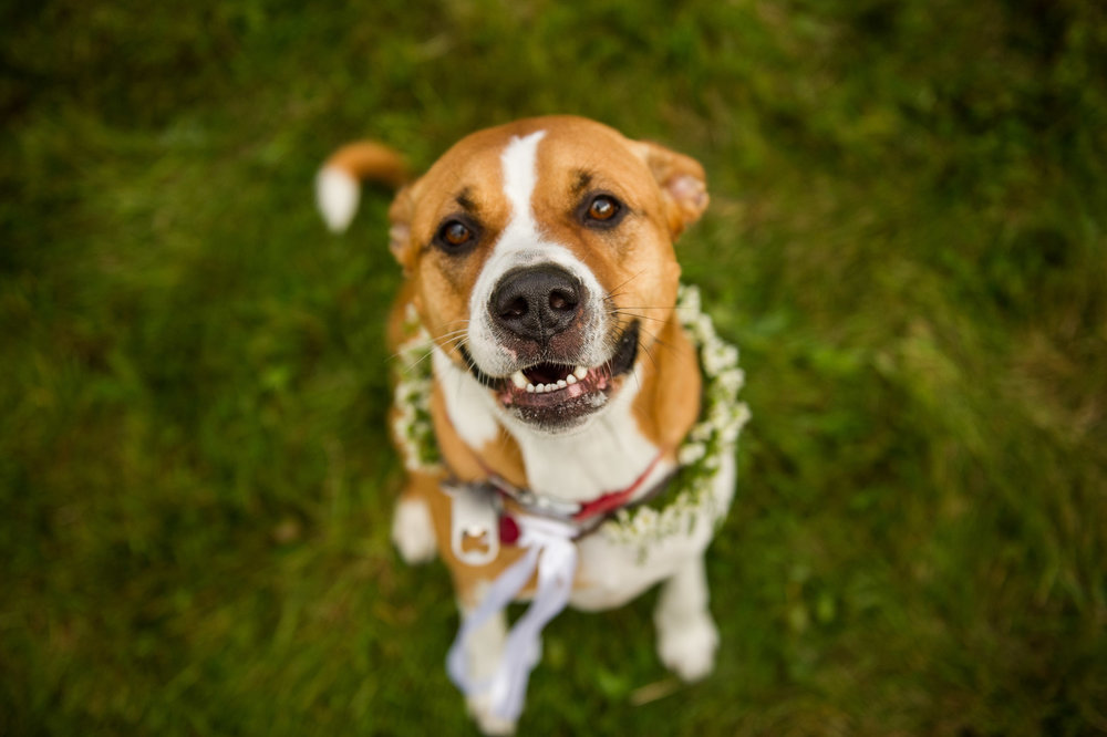 VERMONT-BARN-NYC-WEDDING-PHOTOGRAPHER-1084.jpg